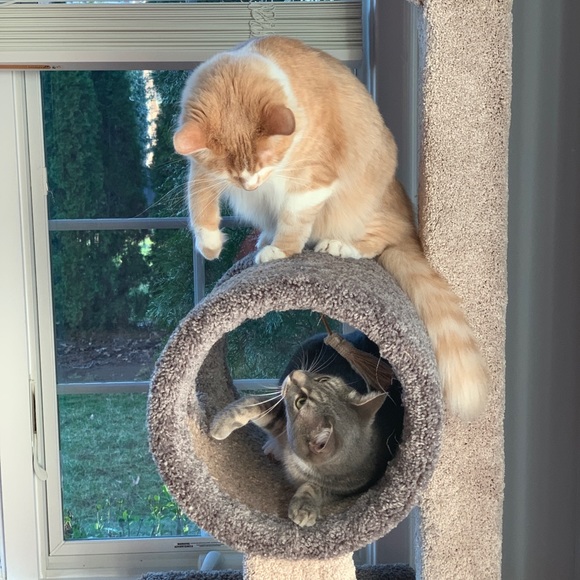 Meet your Posher, Jennifer - Picture 1 of 1